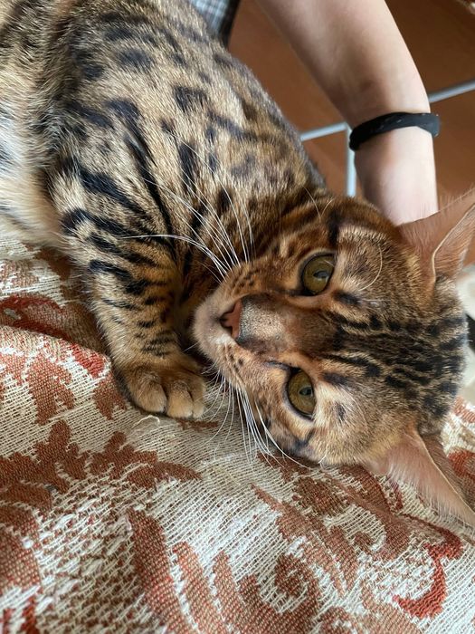 бенгальский котик