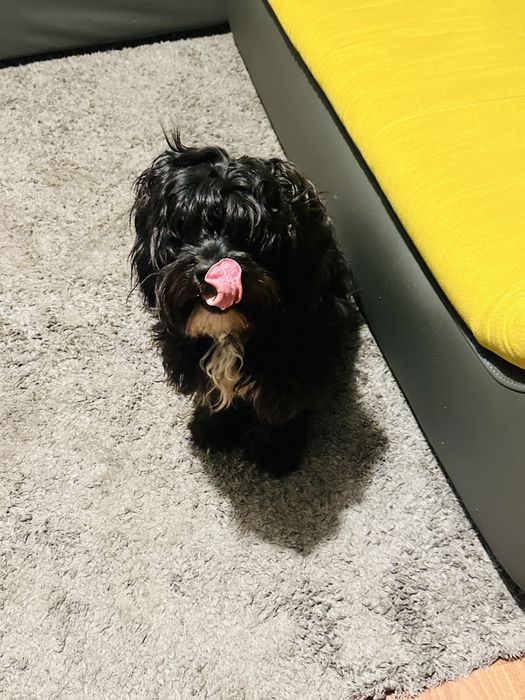 Pet sitter cu experienta  Bucuresti