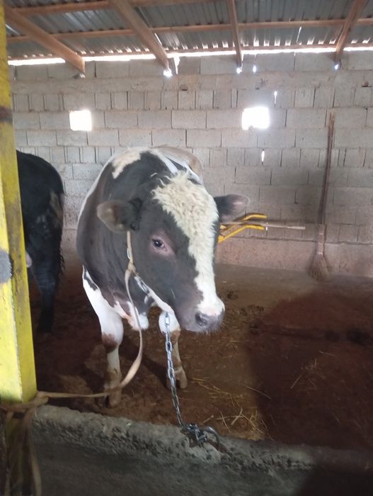 Бычки 2,5 годовалые