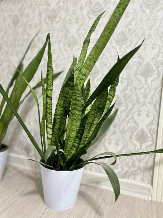 Бөлме гүлдері сатылады