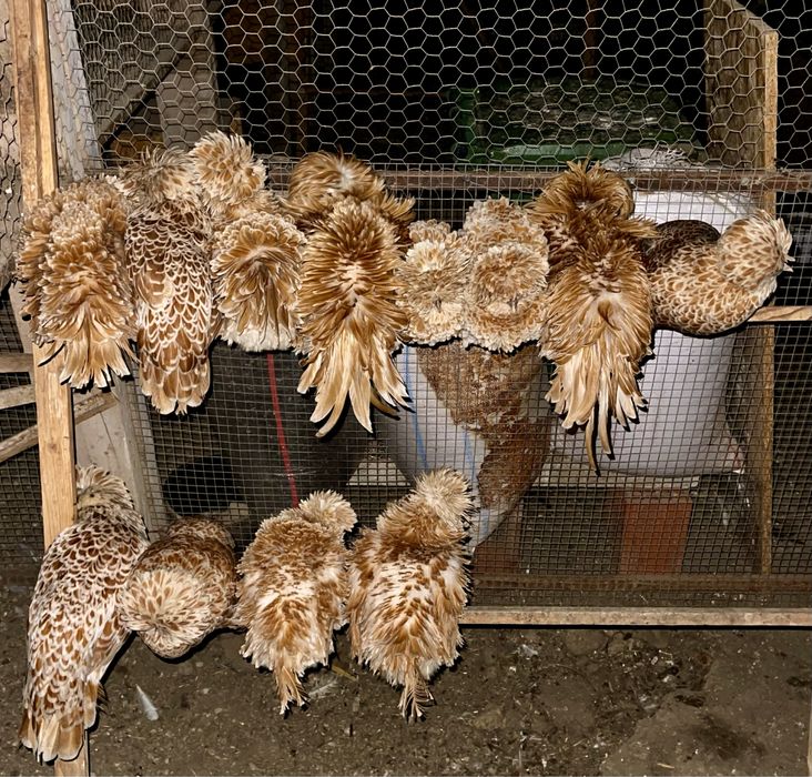 Oua de incubat gaini paduana standard si frezate