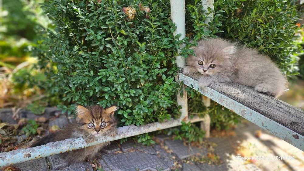 Кошки шотландские