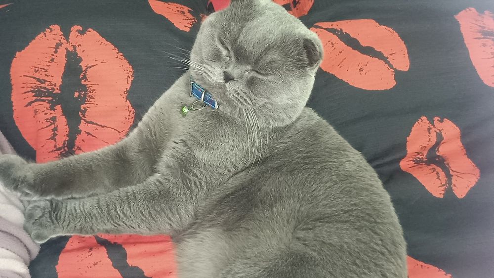 Шотландский фолд для вязки