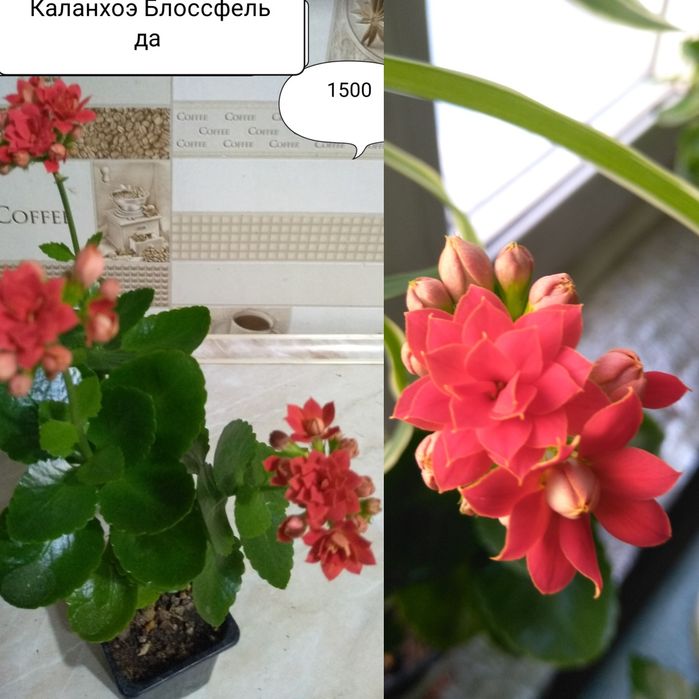 Продам комнатные цветы