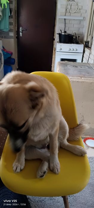 Отдам двух собак мама с дочкои