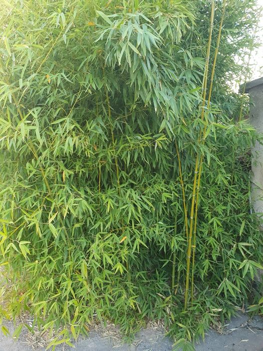 Бамбук за жива ограда и колове от бамбук