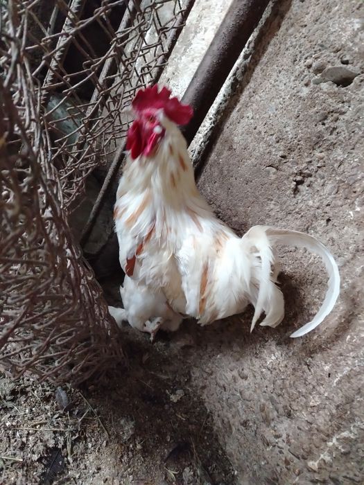 Vând cocoși de anul trebut