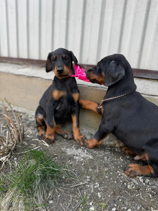 Срочно! Щенки добермана