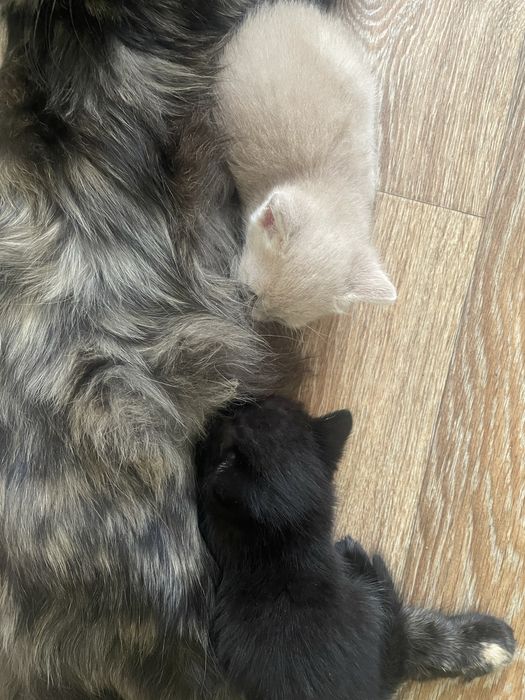 Отдам котят в добрые руки