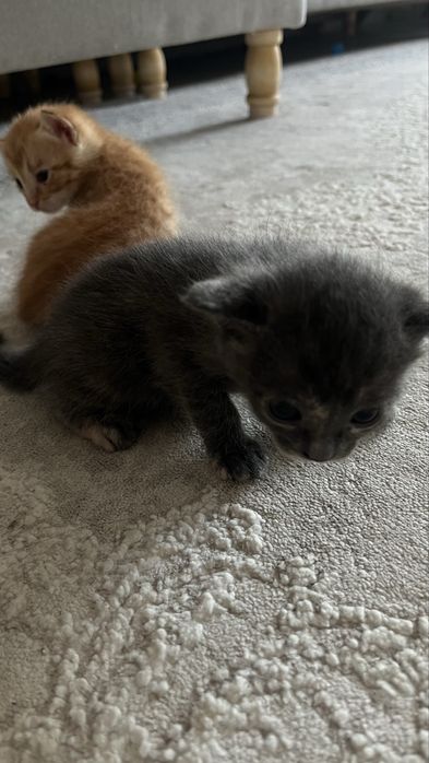 Отдам даром котят
