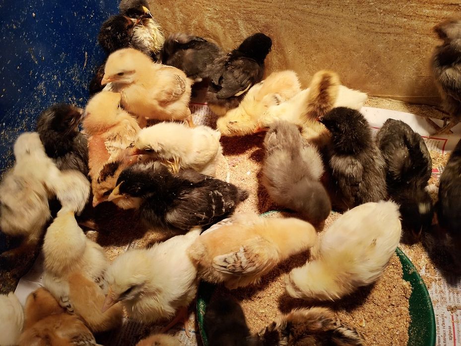 Пиленца на 3 седмици