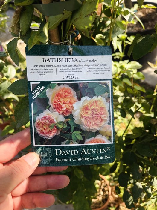 Розы плетистые, новая партия