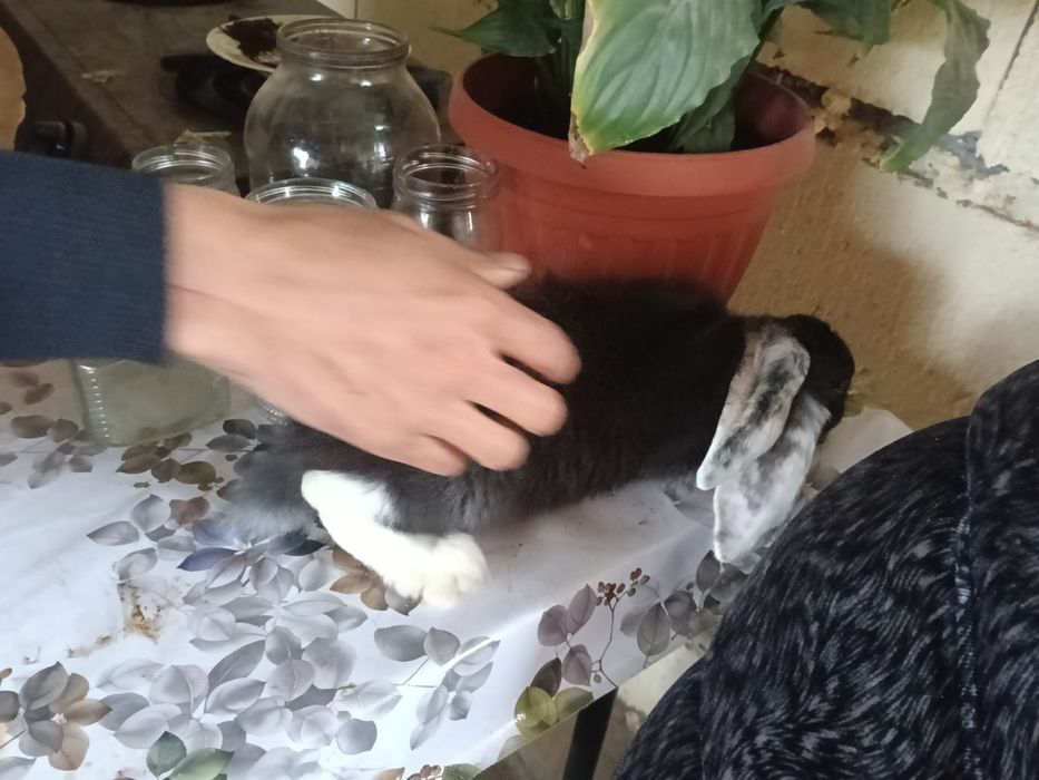 Продам фронсуз бараны и колфорня