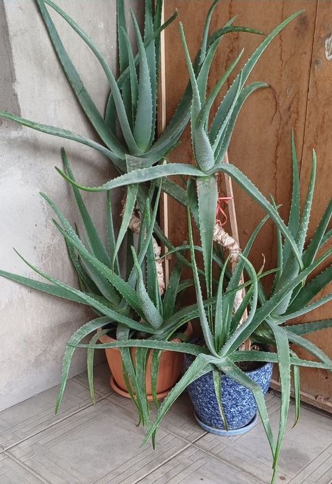 Продам алоэ взрослое