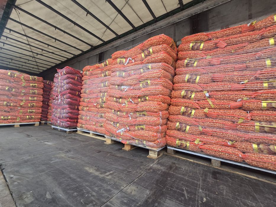 Cartofi de sămânță si arpagic stuttgarter origine olanda