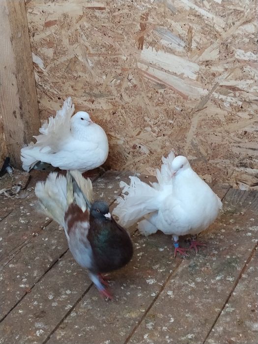 Vând porumbei  de ornament