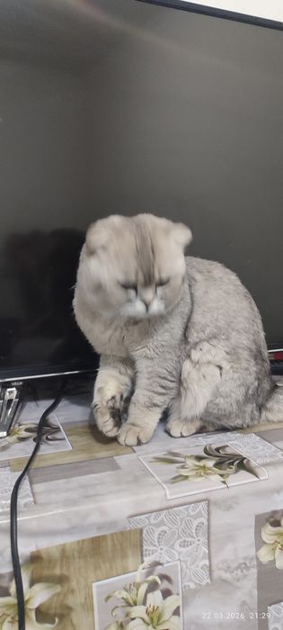 Scottish Fold 100% Тоза еркак мушук сот илади