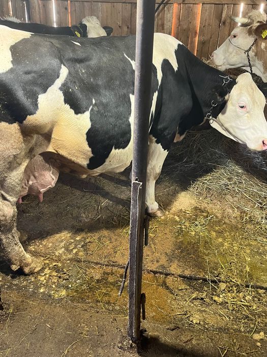 Vand vaca baltata romaneasca