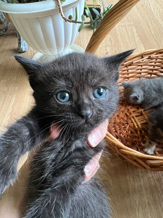 Котята в добрые  руки