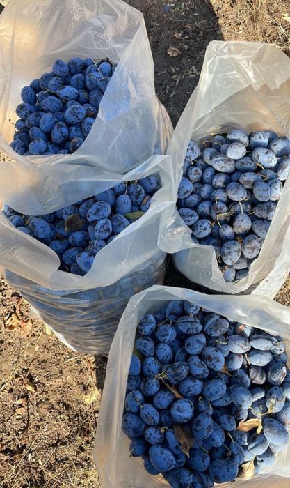 Prune pentru țuică