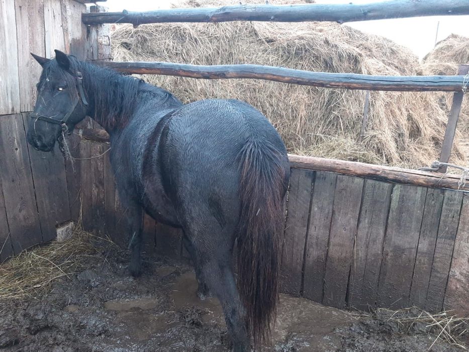 Продается лошадь кобыла