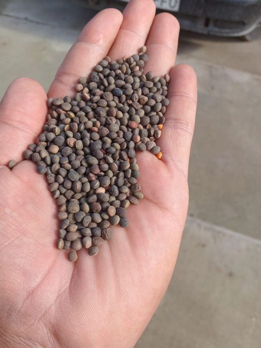 Samanta de lucernă, trifoi, iarbă  și borceag