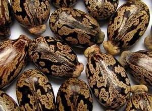 Бобено семе Рицин. Кърлежан реколта 2024 г.