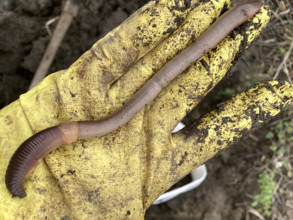 Eдри червей за едри риби-Сом,Шаран изпращат се в кофа 8/10 л сЕконт