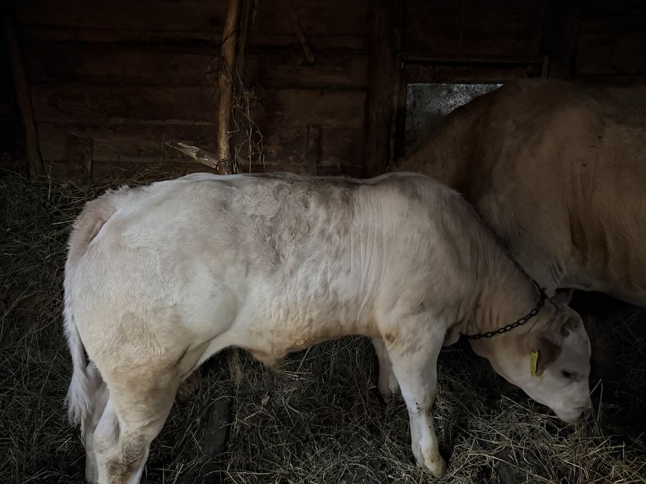Vând vițel, rasă belgiană