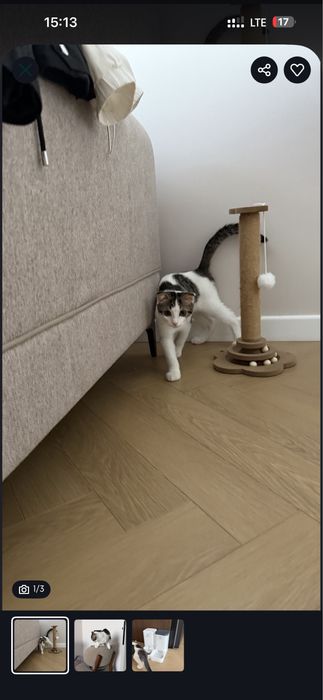 Отдам котенка в добрые руки