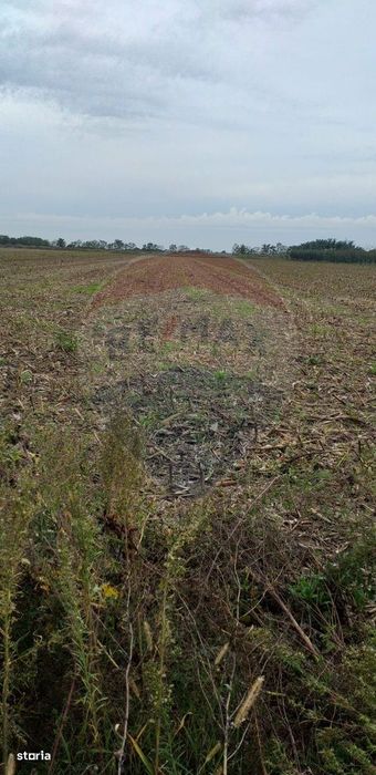 Teren extravilan 3000mp de vânzare la Sântion