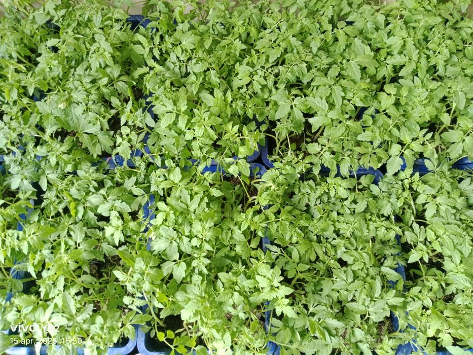 Помидор кучатлари сотилади