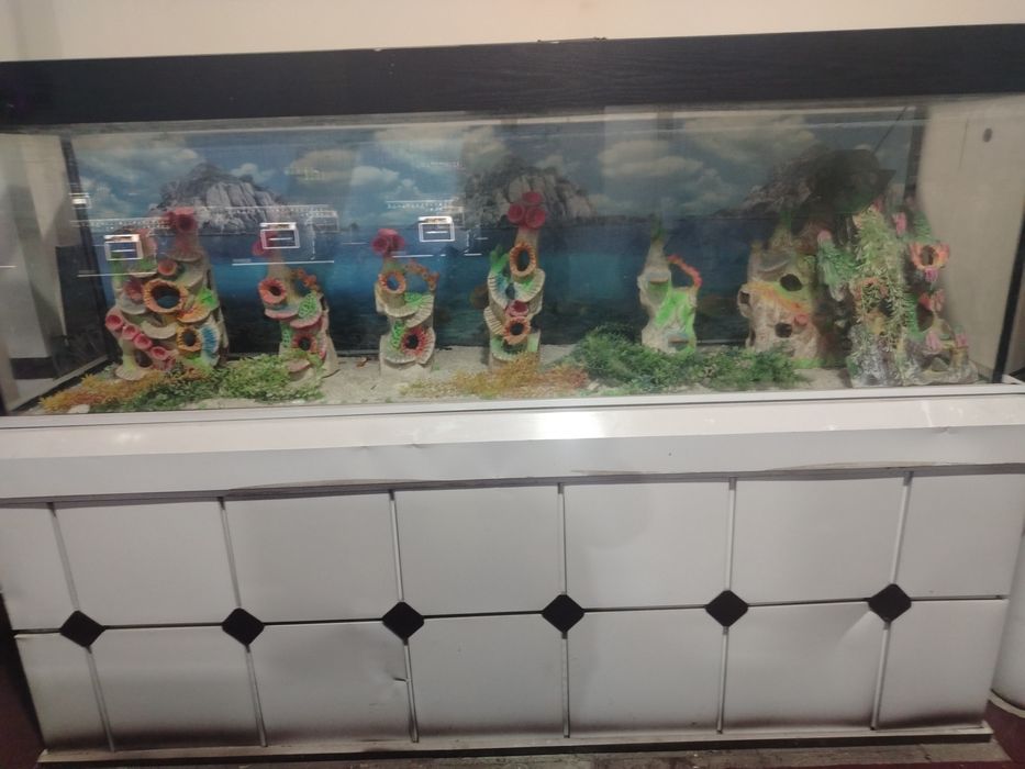 Narxi kelishiladi 600litrli akvarium