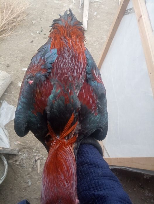 Toza 100talik Koreya xo'roz sotiladi