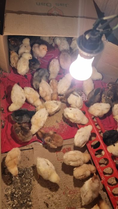 Продам цыплят всех
