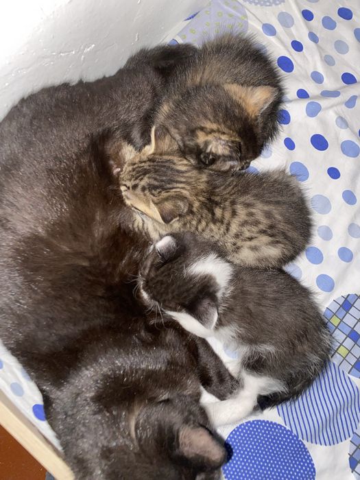 Котяты отдам даром