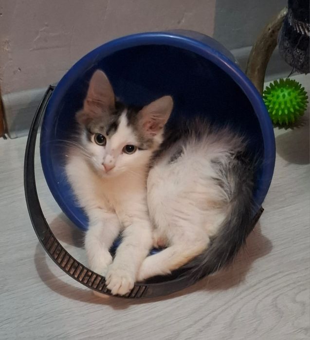 Котенок-мальчик, 5 месяцев в добрые руки