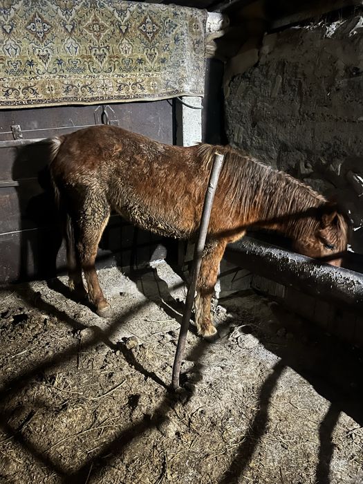 Продам ургашы тай 1,8л