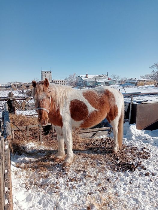 Продам  бие буаз