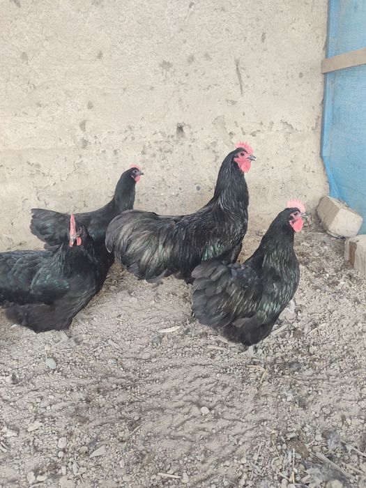 Астролог тоза зотли товух тухум хамда жужаларига заказ оламиз