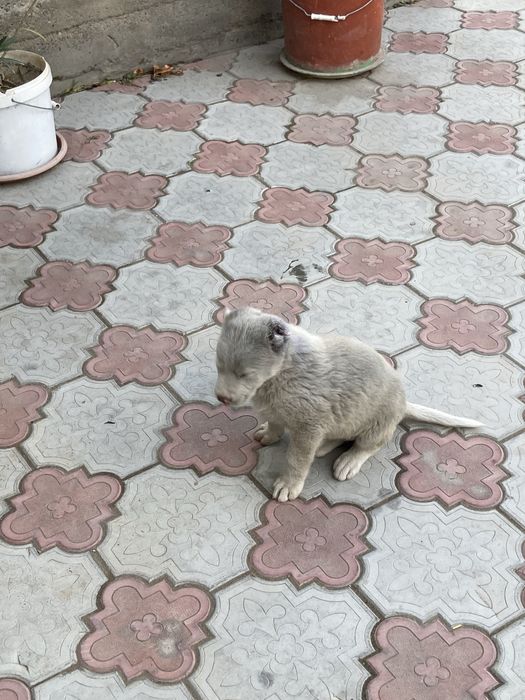 Продается щенок Алабай,сучка