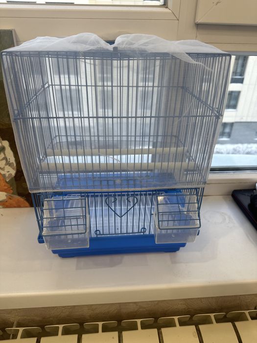 Продается попугай