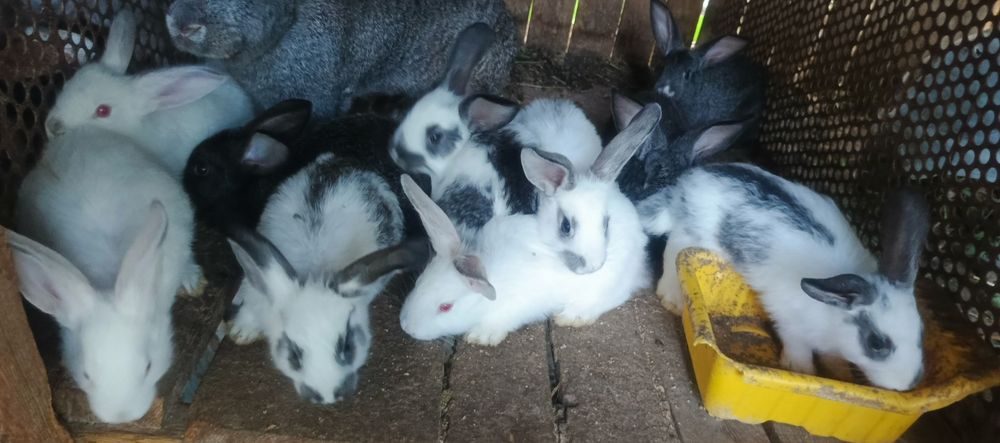 Продаются Крольчата