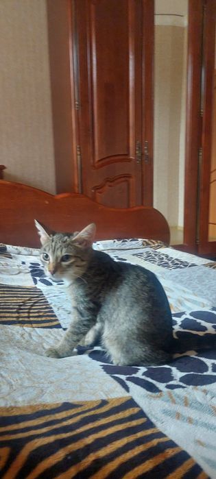 Котёнок 4 месяца девочка.