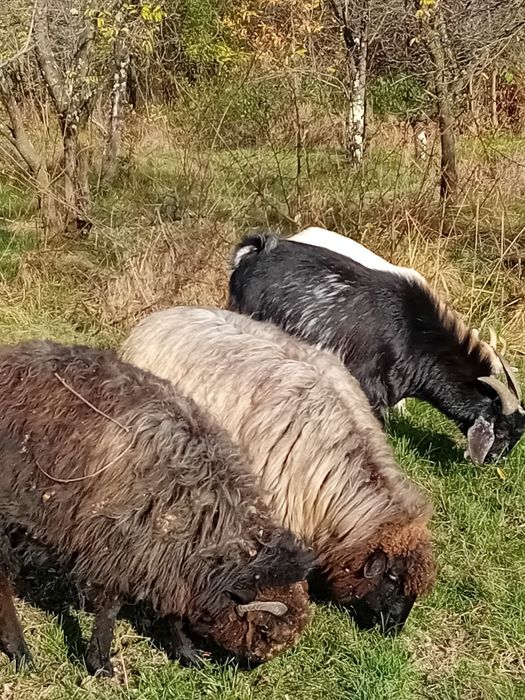 Vând capre și oi!