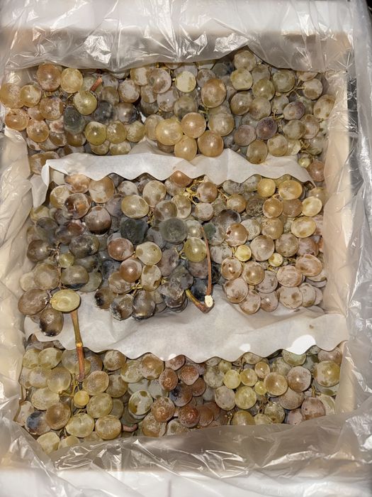 Vand struguri pentru vin