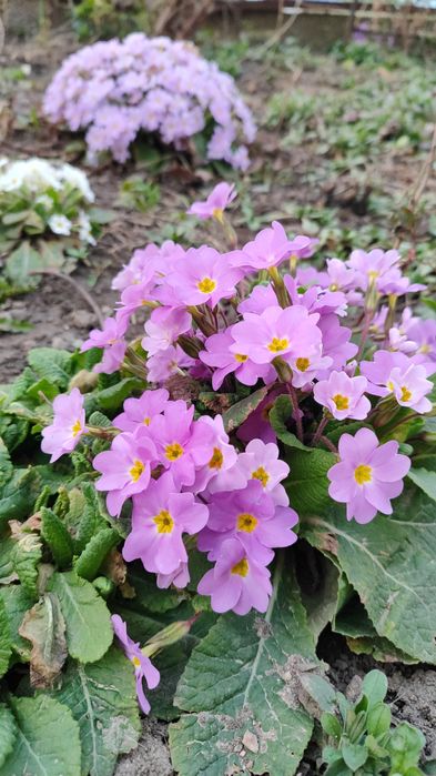 Примула.                     .