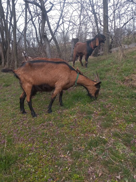 Vînd capră alpină cu doi iezi pereche