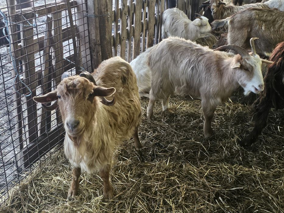 Vând capre si țapi!