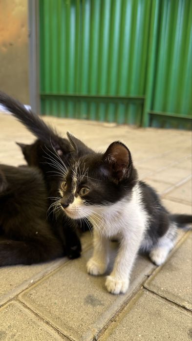 Срочно котята ищут дом